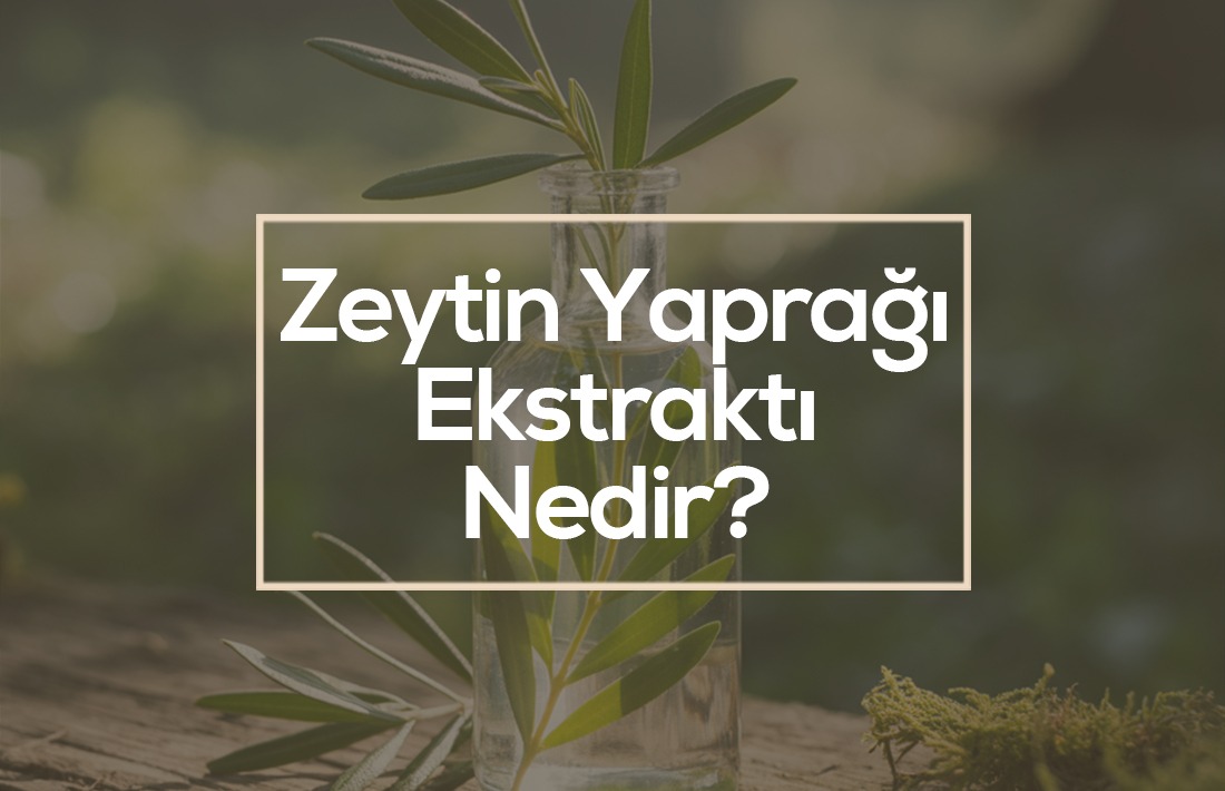Zeytin Yaprağı Ekstraktı Nedir